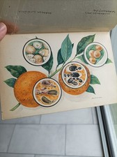 41 aquarelles original