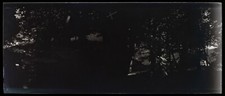 Bois Arbres c1910 Photo NEGATIVE Vintage Plaque verre V35L17n3