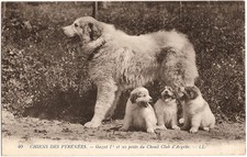 Chenil Club d'ARGELÈS (65) - Chien des Pyrénées GAZOST Ier