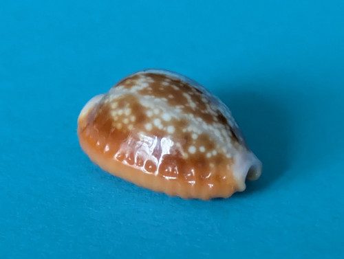 Cypraea helvola - , 17,7