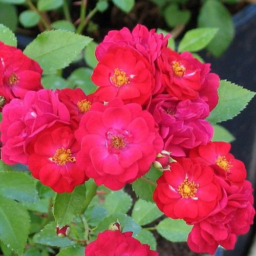 Rosa fairy dance rosier - rosa, dance'