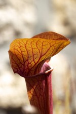 Sarracenia Whale Tail