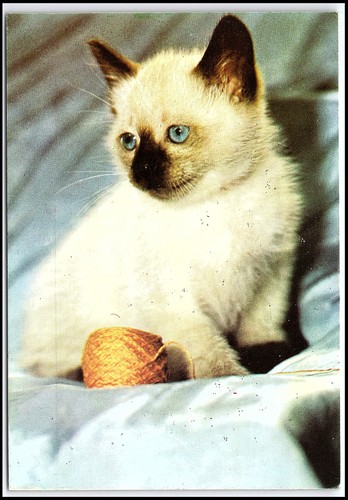 Carte postale vintage - , chaton
