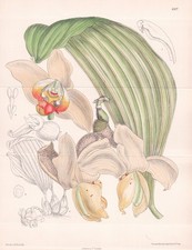 Stanhopea Convoluta Colombie Orchid Fleurs Botanique Lithograph Curtis 8507