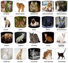 Cat breeds the - breeds, world