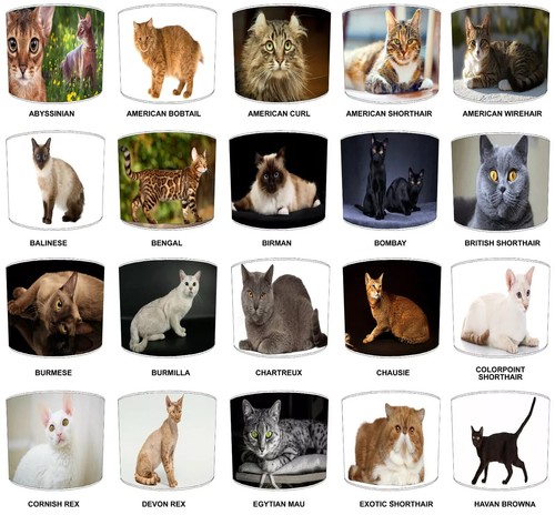 Cat breeds the world - breeds,
