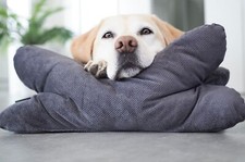 Coussin Pour Chien Coussin De