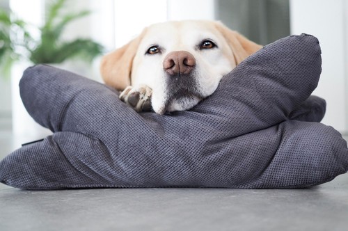 Coussin pour chien - coussin,