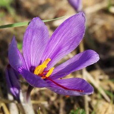 Crocus sativus - Crocus à
