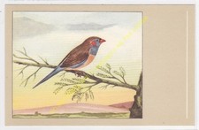 CP Oiseau Bird Cordon bleu
