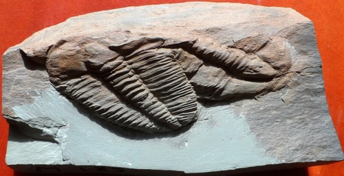 Trilobite cambrien france - cambrien,