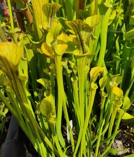 Sarracenia flava "filiformis" RARE