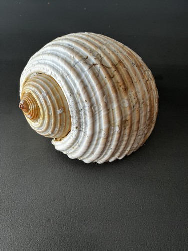 Grand coquillage tonna galea - grand,