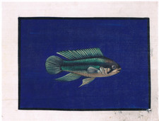Peinture Artisanale De Poisson Cichlidé Nain D'Agassiz Sur Tissu En Soie 9X7"