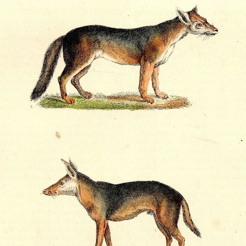 Histoire naturelle chacal - histoire, le