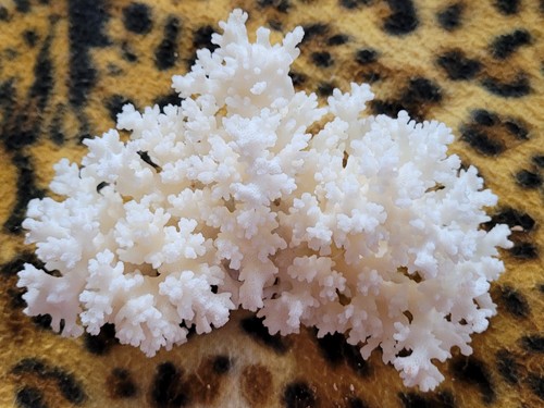 Corail blanc ancien collection - corail, ancien/collection