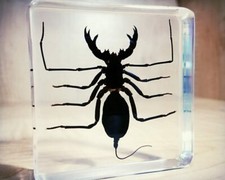 Whip Scorpion in Resin, Insect