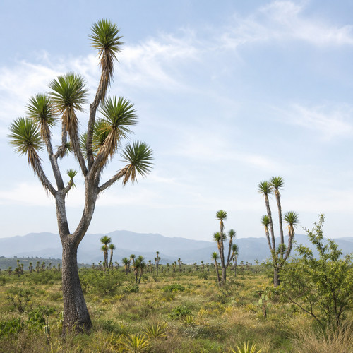 Yucca mixtecana seeds - mixtecana,