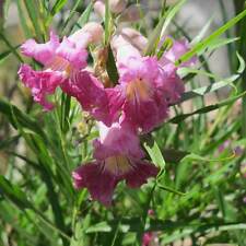 20 graines de SAULE DU DESERT(Chilopsis Linearis)G651 DESERT WILLOW SEEDS SAMEN