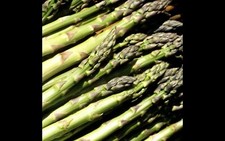 Asperge D Argenteuil 35 Graines Bio
