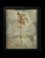 Réplique Dinosaure Gui