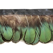 Plumes de faisan Lady Amherst