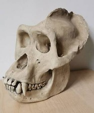 Taxidermie.Reconstitution