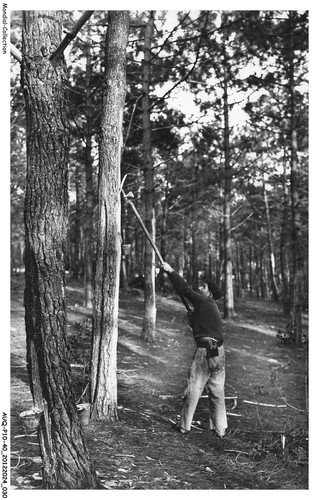 Auqp10 0782 la foret de - auqp10-0782-40,