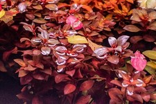 Ludwigia palustris red – Plante d’aquarium rouge facile | Aquascaping