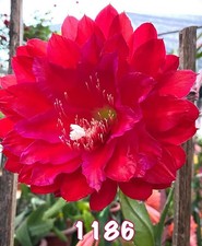 Nouveauté epiphyllum - epiphyllum, «