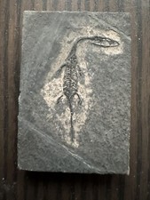 Reptile fossile: Keichousaurus juvénile