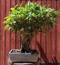 BONSAÏ FICUS RETUSA  FICUS TAÏWANAIS GROS SUJET 18ANS RACINES AÉRIENNES H46CM