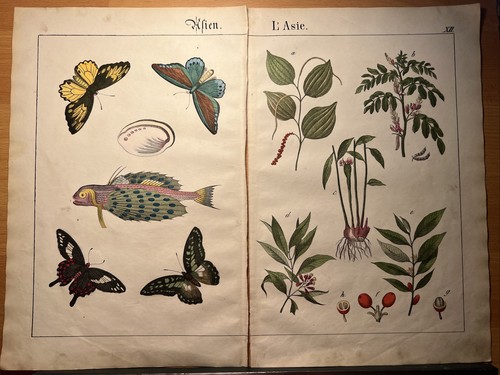 Lithographie ancienne 1838