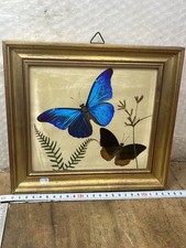 Ancien papillon naturalisé À