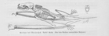 Squelette Mausohr Myotis