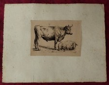 Gravure XIX Siècle: Vache et