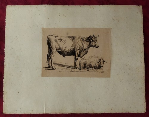 Gravure xix siècle vache - gravure,