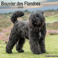 BOUVIER DES FLANDRES -