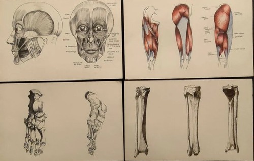 Dessin anatomique exercice - dessin,