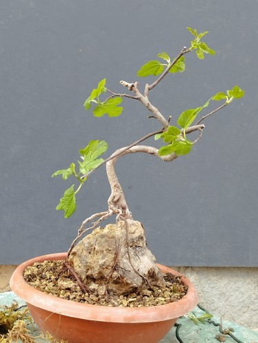 Bonsaï ficus cm en - 14,
