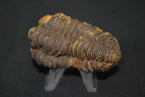 Trilobites fossiles maroc - trilobites,