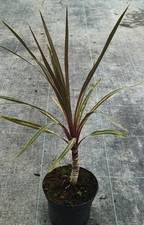 Cordyline australis 'Sundance'
