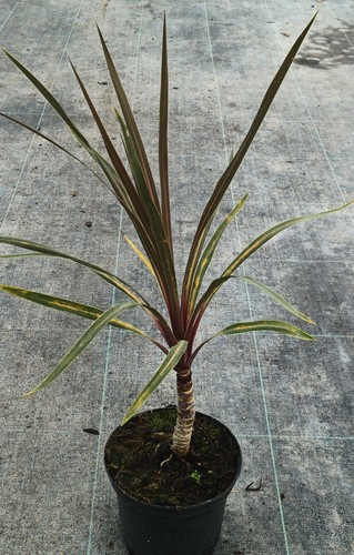 Cordyline australis sundance - cordyline,