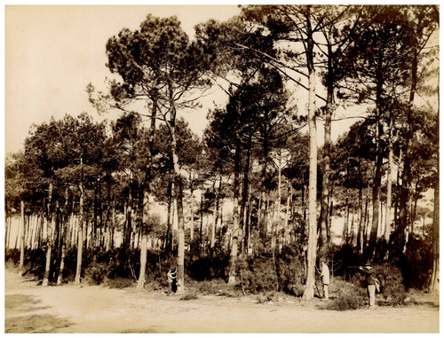 France arcachon collecte - collecte, des