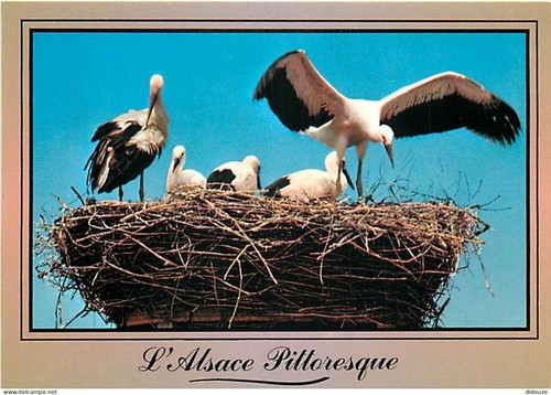 Carte postale animaux - carte,