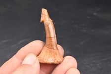 Dent  fossile  de poisson scie Onchopristis Numidus du Maroc Requin 54mm