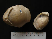 Brachiopode du Cénomanien : Terebratula sp