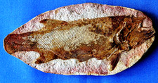 superbe   Pteronisculus  poisson fish fossile  Pt7BT  Eotrias Madagascar NW