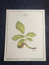 Planche botanique NOYER Pastel