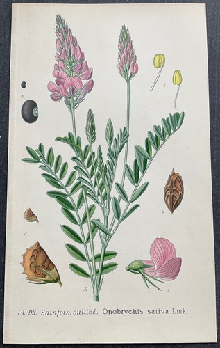 Botanique sainfoin cultivé - botanique,